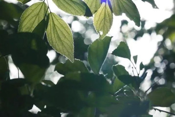 尋找百名困境兒童，聆聽童音，護(hù)苗成長(zhǎng)